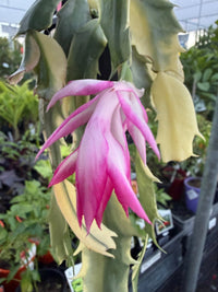 Variegated Zygocactus (Schlumbergera truncata) - Ladybird Nursery