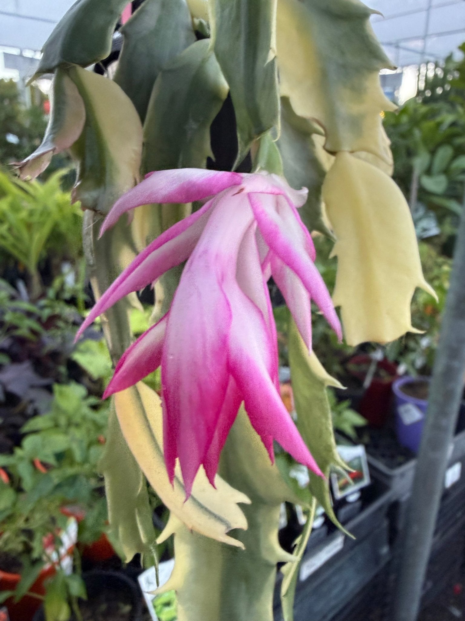 Variegated Zygocactus (Schlumbergera truncata) - Ladybird Nursery