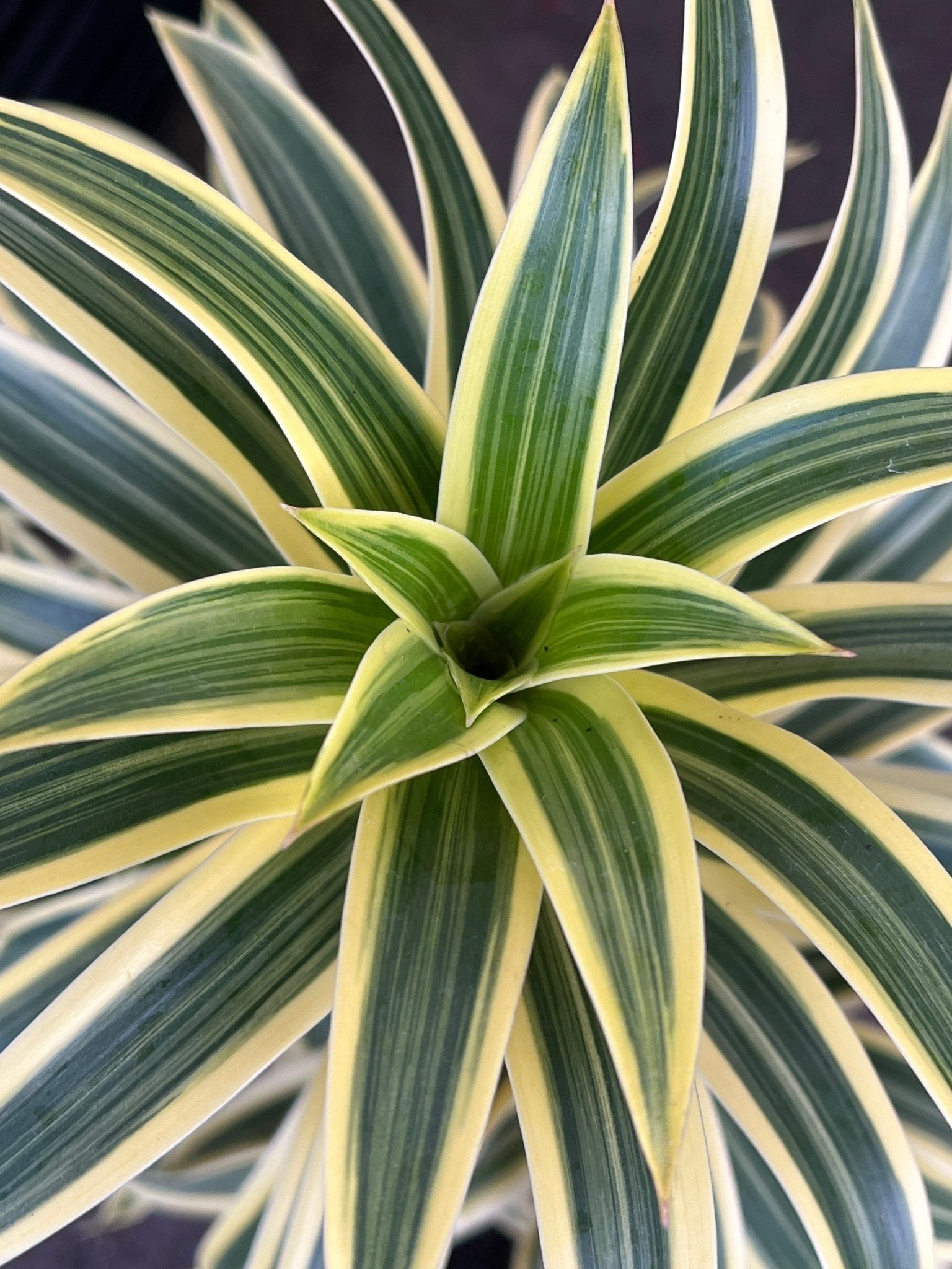 Dracaena 'Song of India' (Pleomele) - Large - Ladybird Nursery