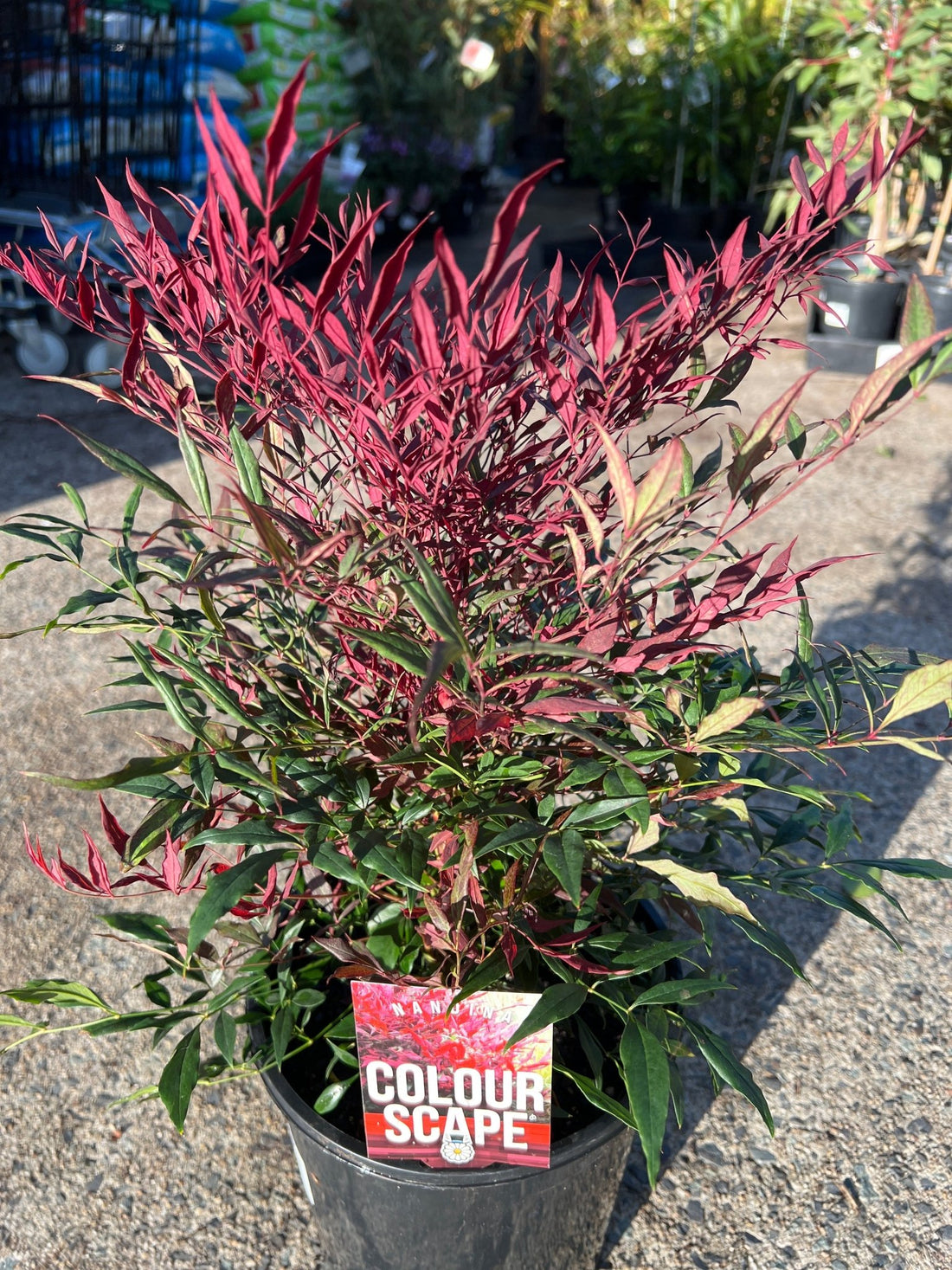 Heavenly Bamboo Colourscape (Nandina domestica) - Ladybird Nursery
