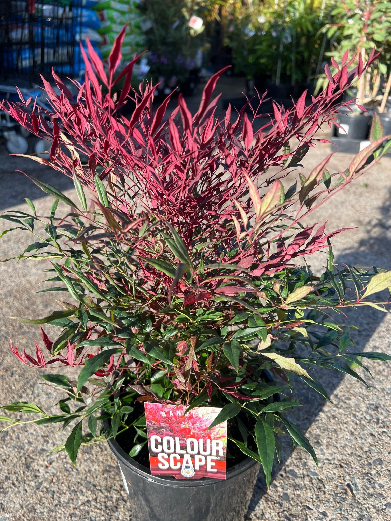 Heavenly Bamboo Colourscape (Nandina domestica) - Ladybird Nursery