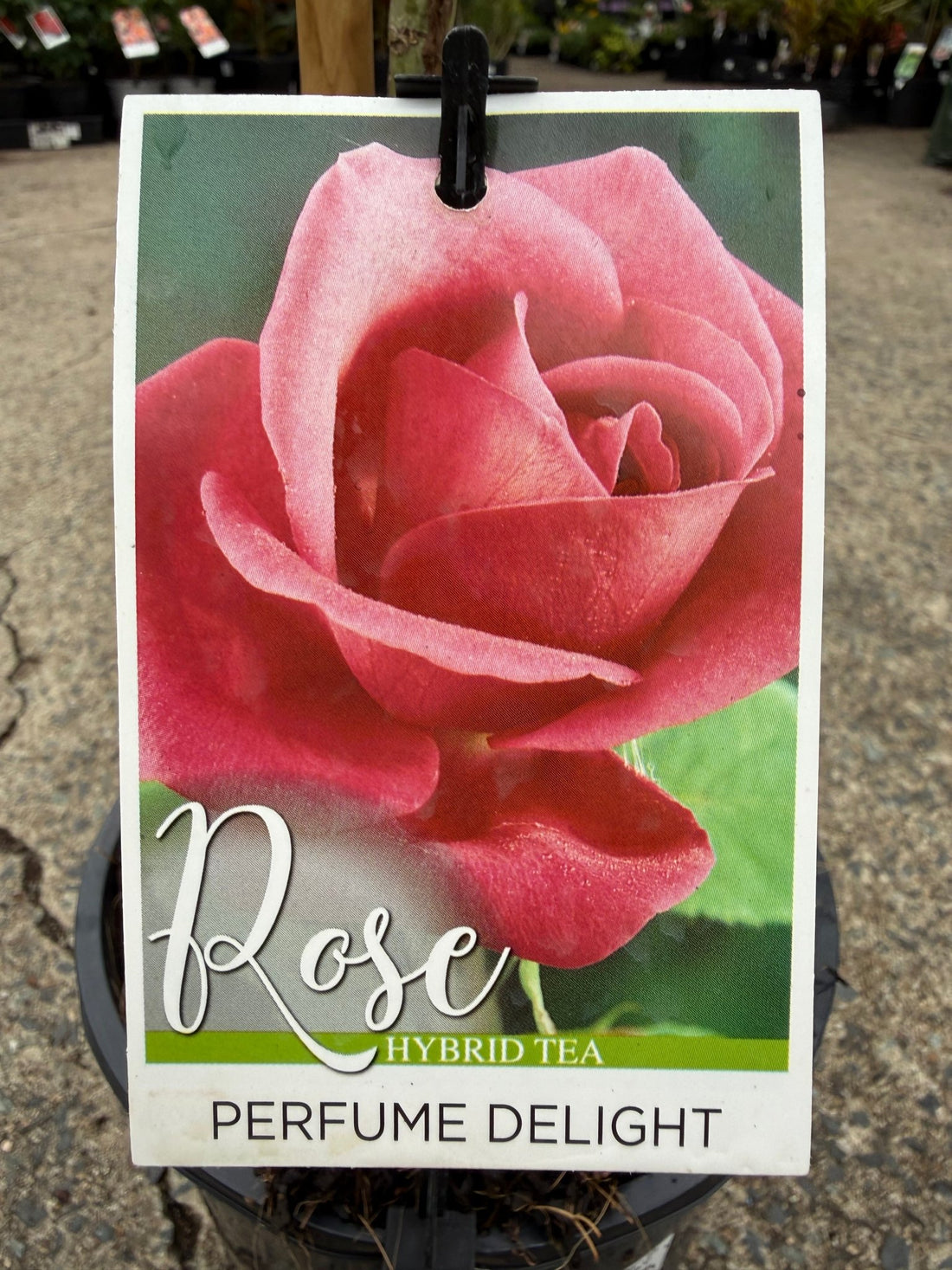 Rose 'Perfume Delight' - 3ft Standard (PICKUP ONLY) - Ladybird Nursery