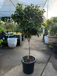 Lilly Pilly Aussie Boomer Topiary 300mm Pots (PICKUP ONLY) - Ladybird Nursery