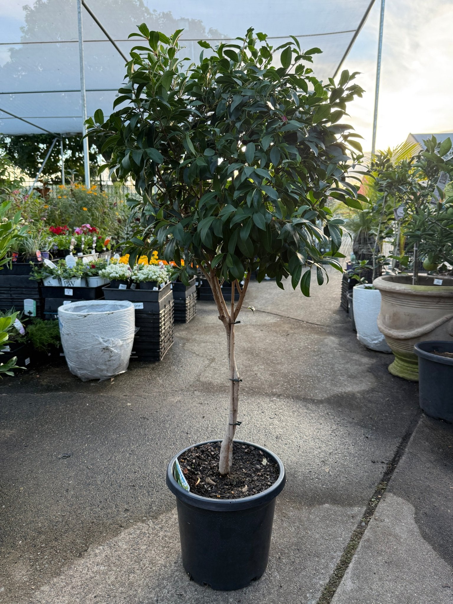 Lilly Pilly Aussie Boomer Topiary 300mm Pots (PICKUP ONLY) - Ladybird Nursery