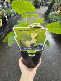 Wasabi 'Green Thumb' (Wasabia japonica) - Ladybird Nursery