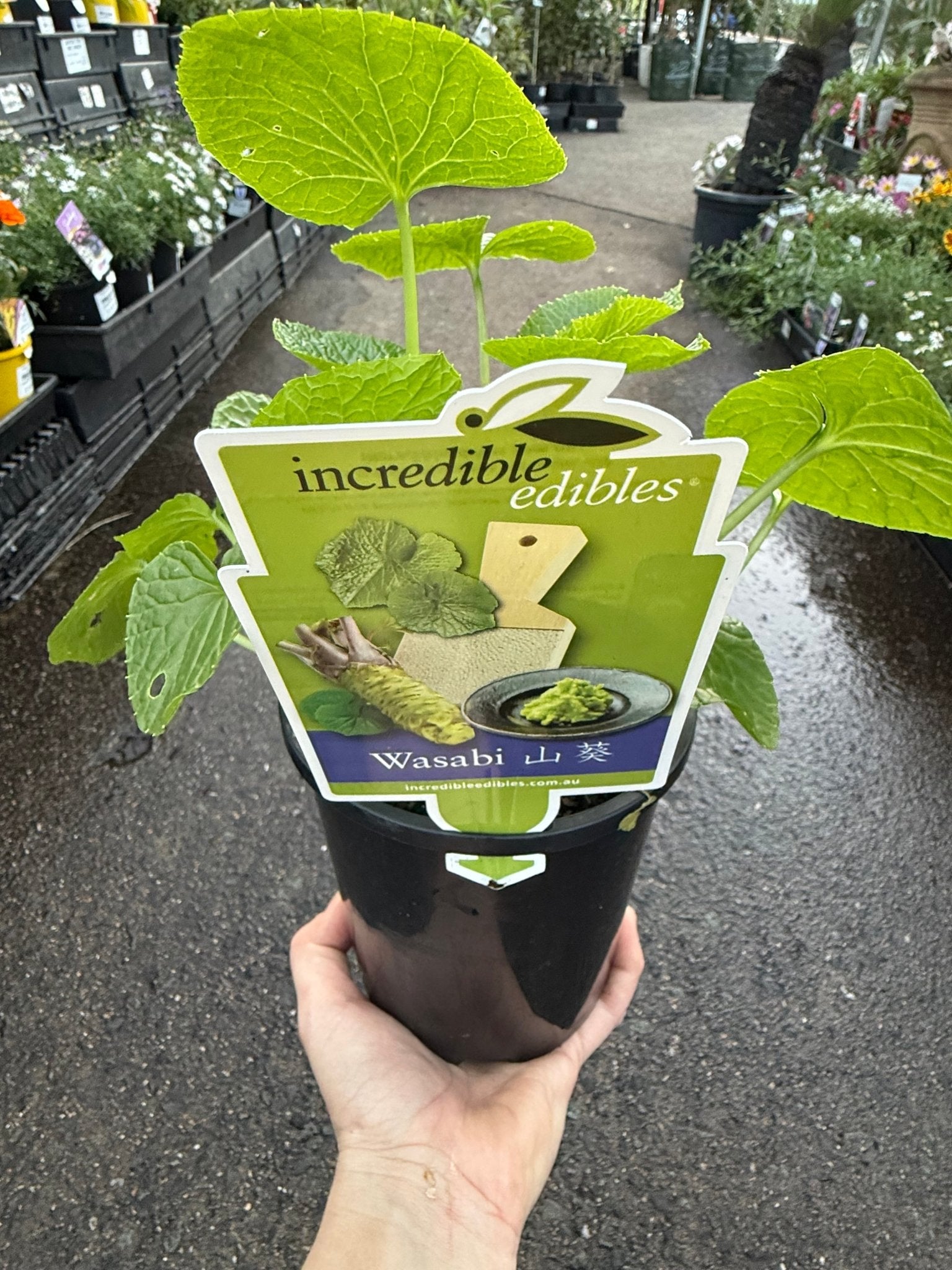 Wasabi 'Green Thumb' (Wasabia japonica) - Ladybird Nursery