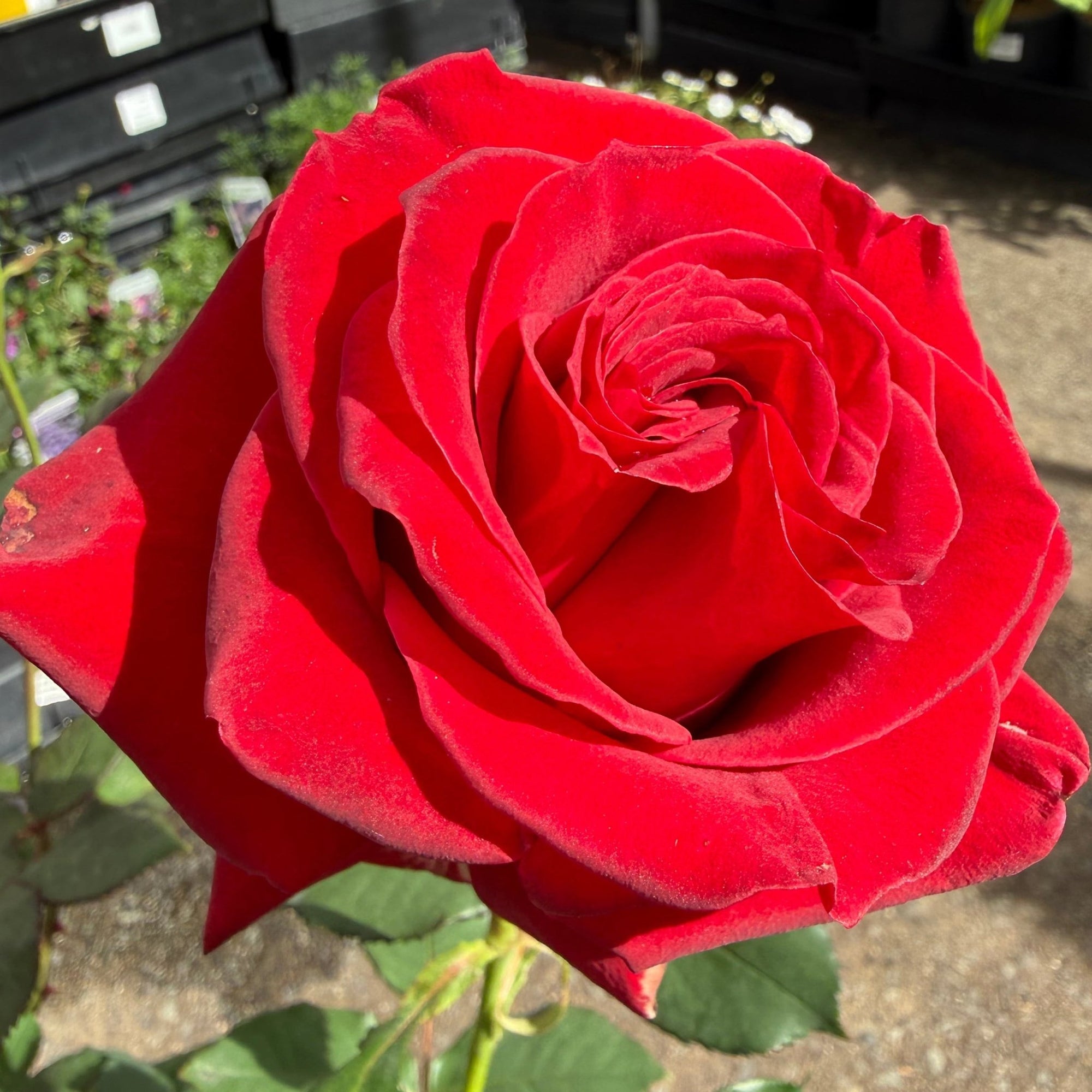 Rose ‘City of Belfast' (Rosa) - Ladybird Nursery