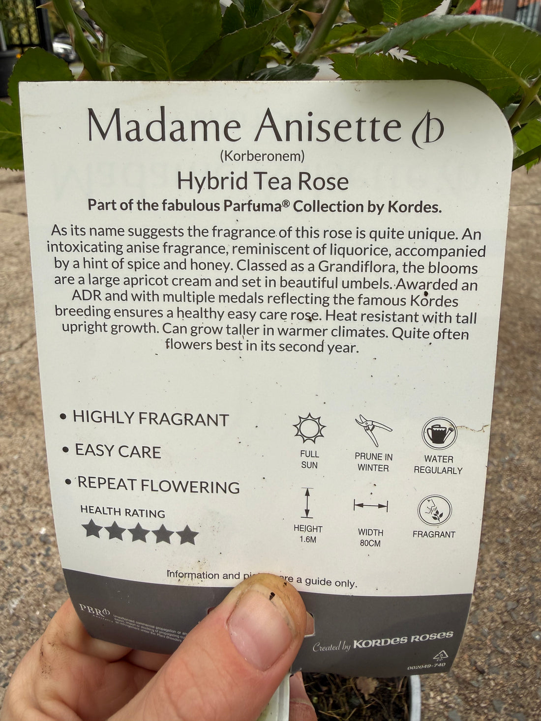 Rose 'Madame Anisette'