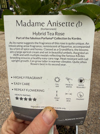 Rose 'Madame Anisette'