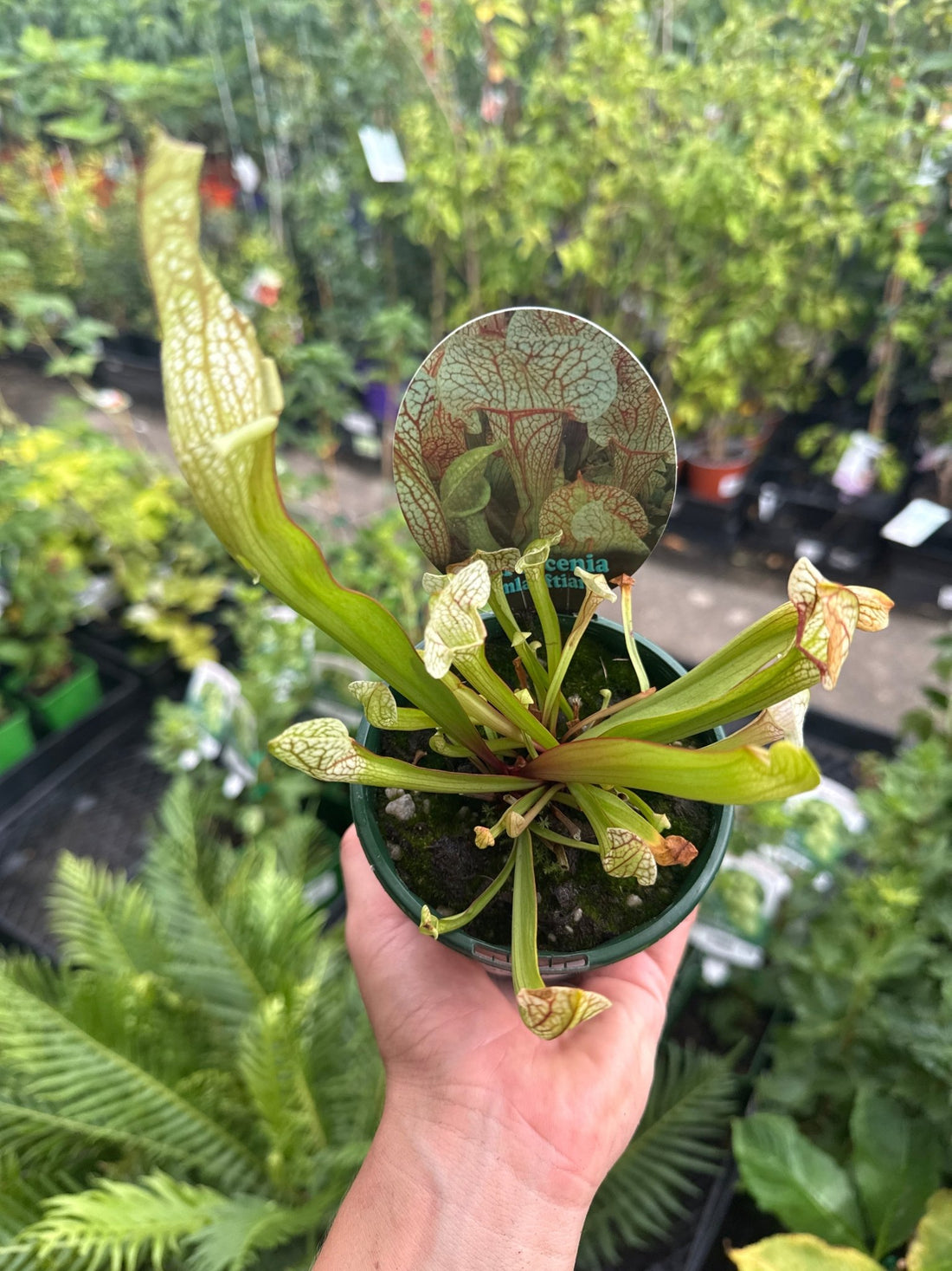 Pitcher Plant (Sarracenia umlauftiana) 100mm Pot - Ladybird Nursery
