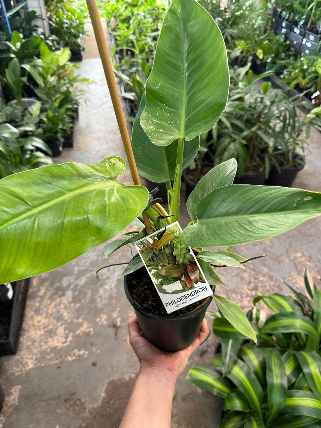 Philodendron 'Imperial Green' - Ladybird Nursery