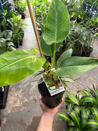 Philodendron 'Imperial Green' - Ladybird Nursery
