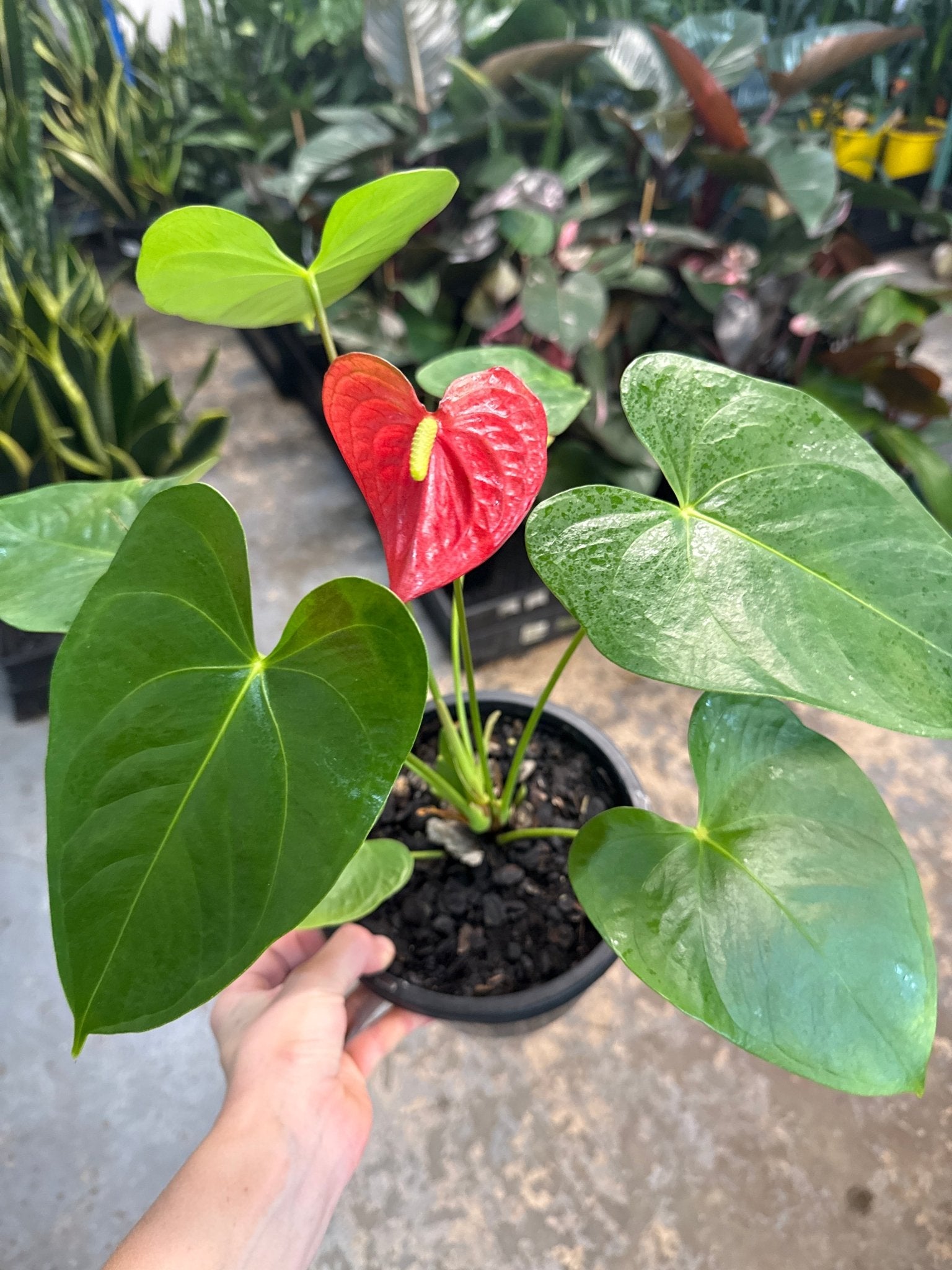 Anthurium 'Glorious Victory' - Ladybird Nursery