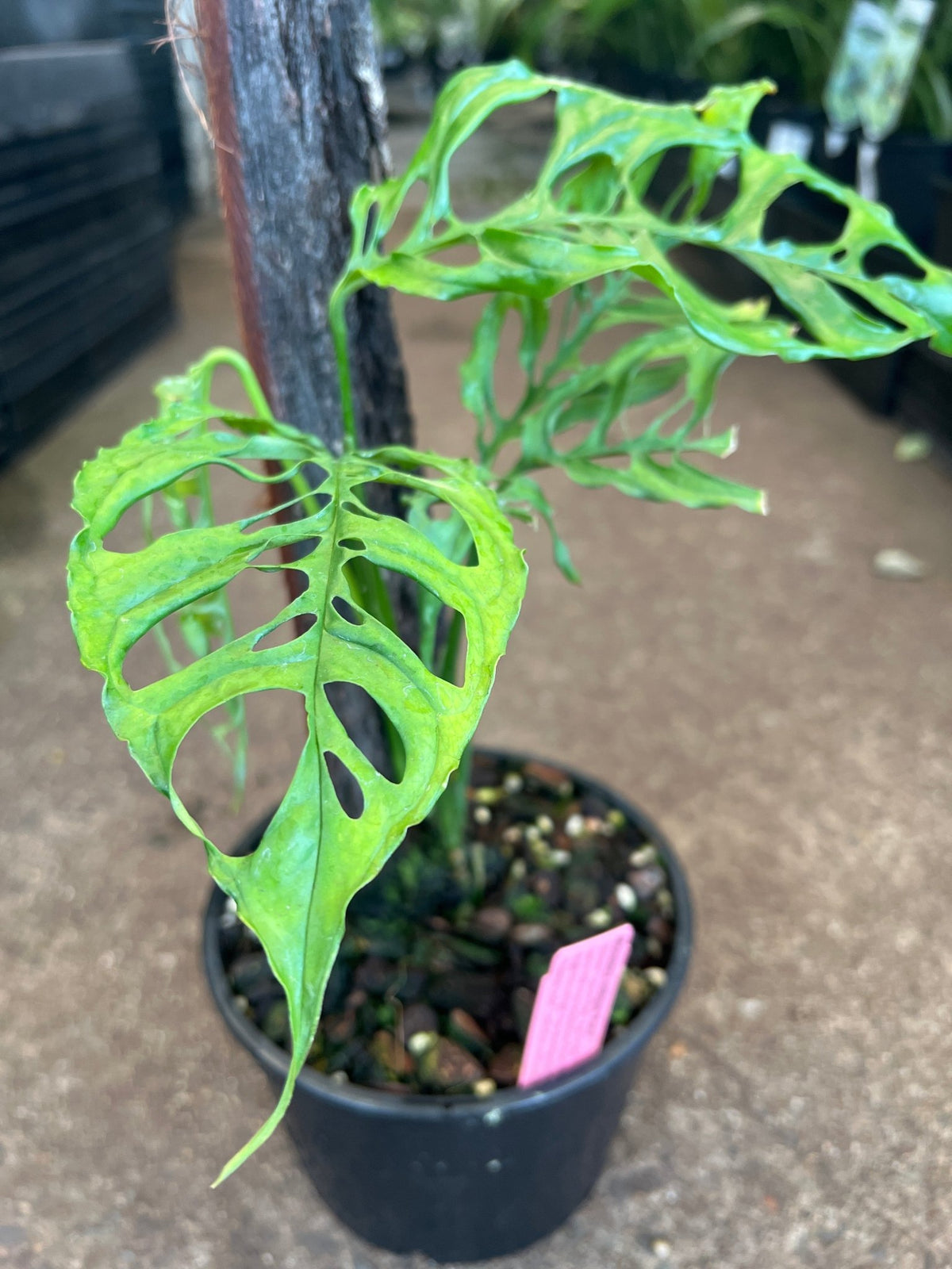 Monstera 'Peru' (Monstera Obliqua Peru Form) - Ladybird Nursery