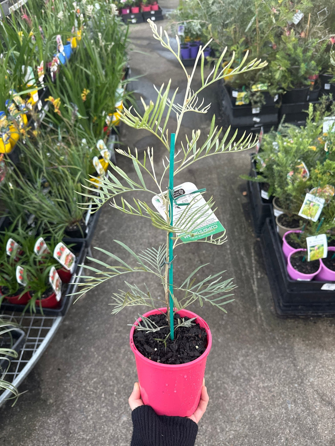 Dwarf Grevillea 'Cupids Dream' - Ladybird Nursery