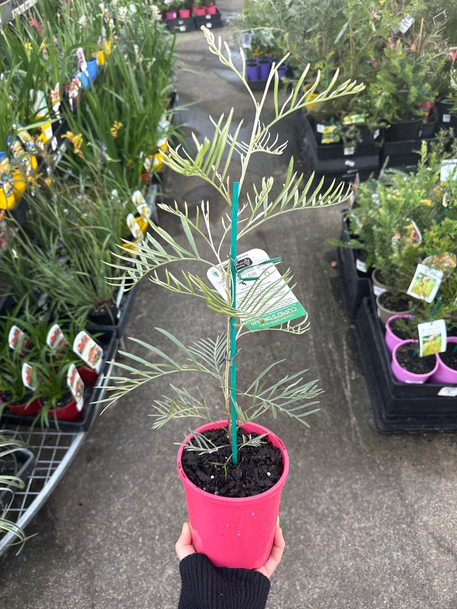 Dwarf Grevillea 'Cupids Dream' - Ladybird Nursery