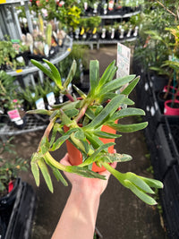 Karkalla (Carpobrotus rossii) – Tucker Bush - Ladybird Nursery