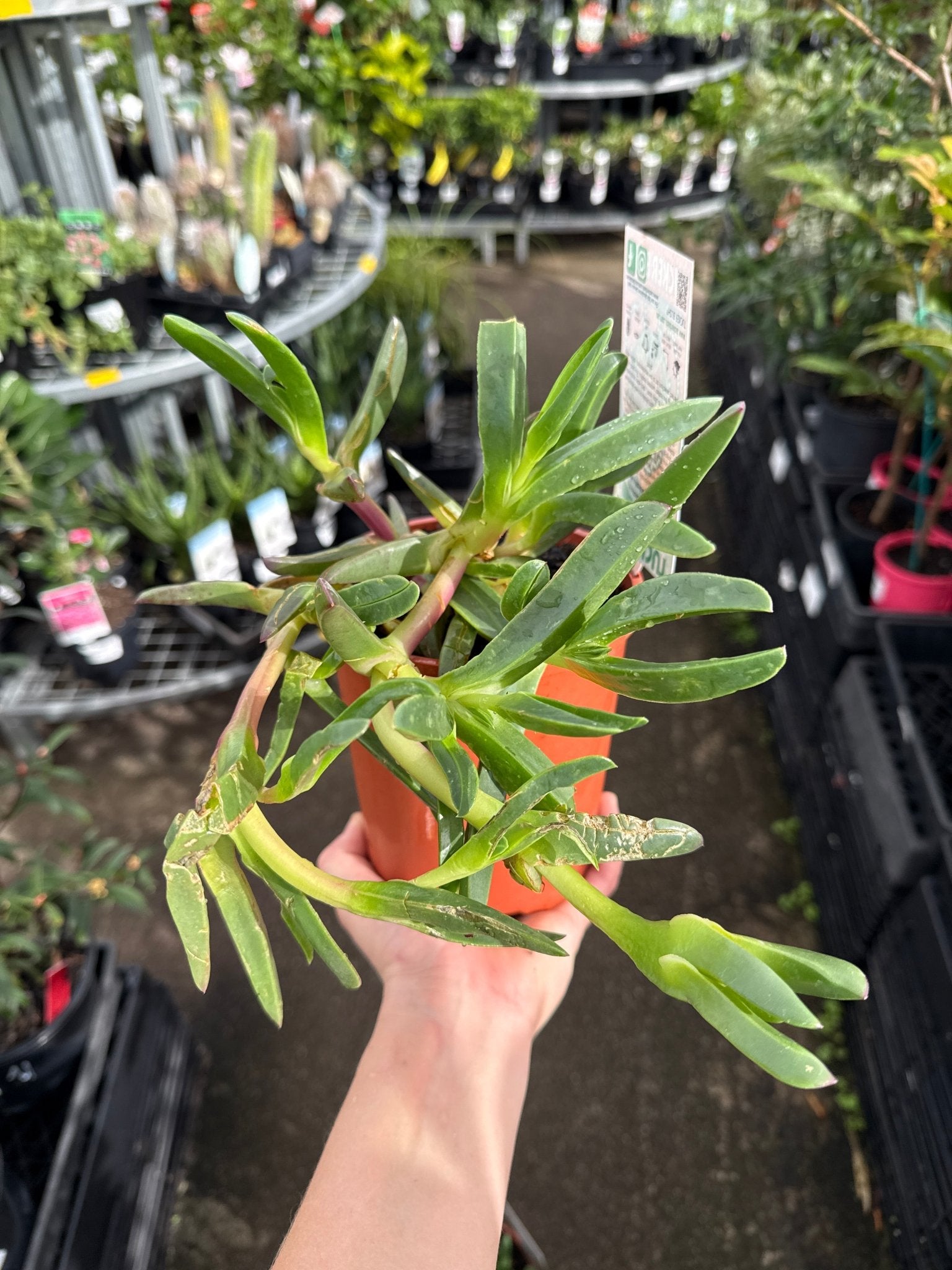 Karkalla (Carpobrotus rossii) – Tucker Bush - Ladybird Nursery