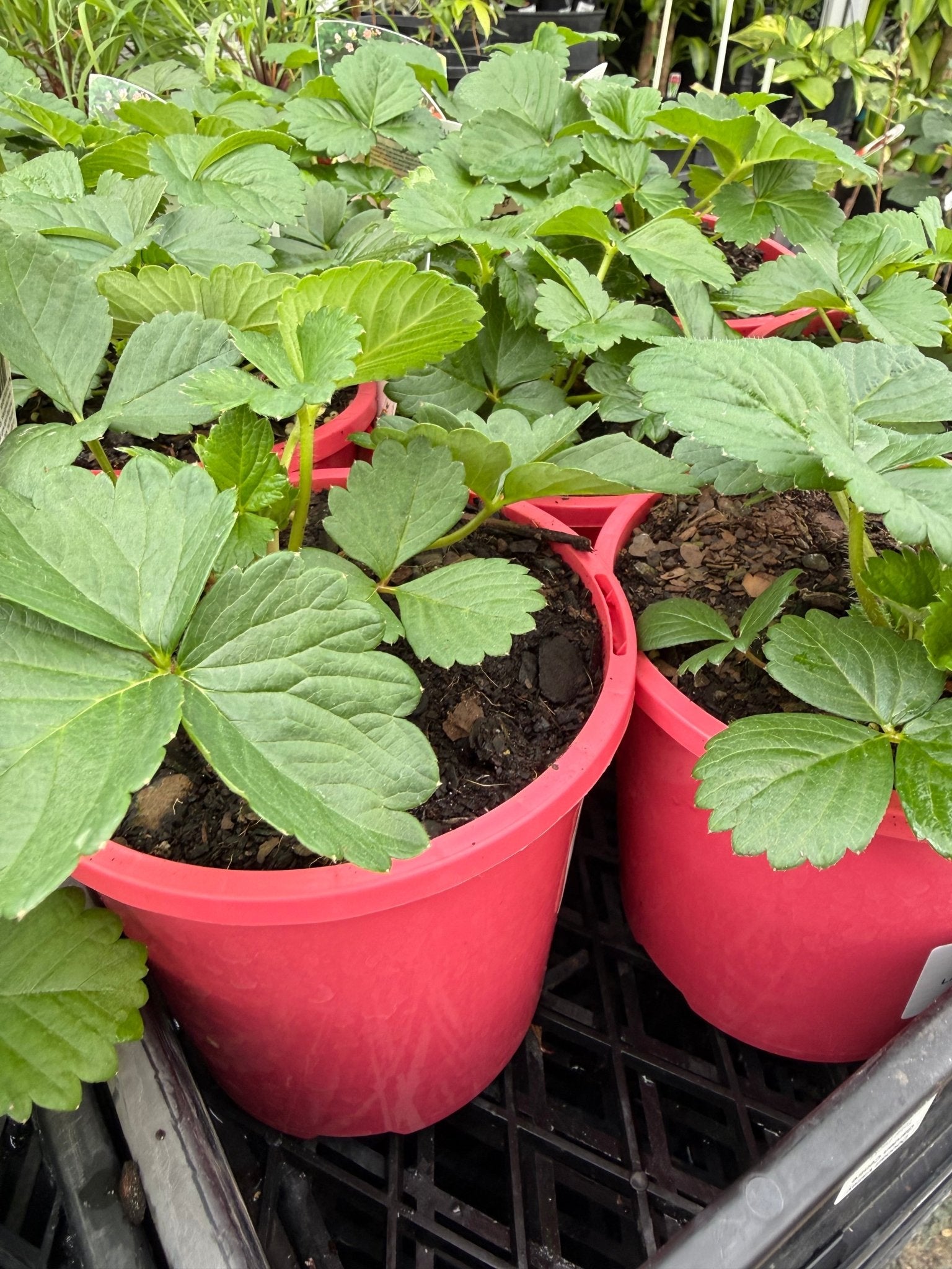 Strawberry 'Roman Pink' - Ladybird Nursery