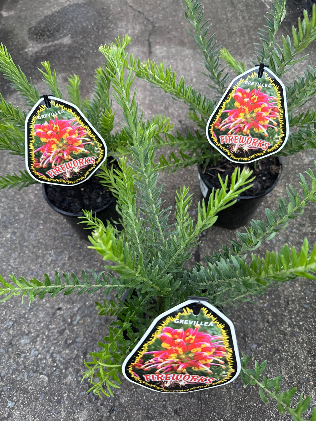 Dwarf Grevillea 'Fireworks' - Ladybird Nursery