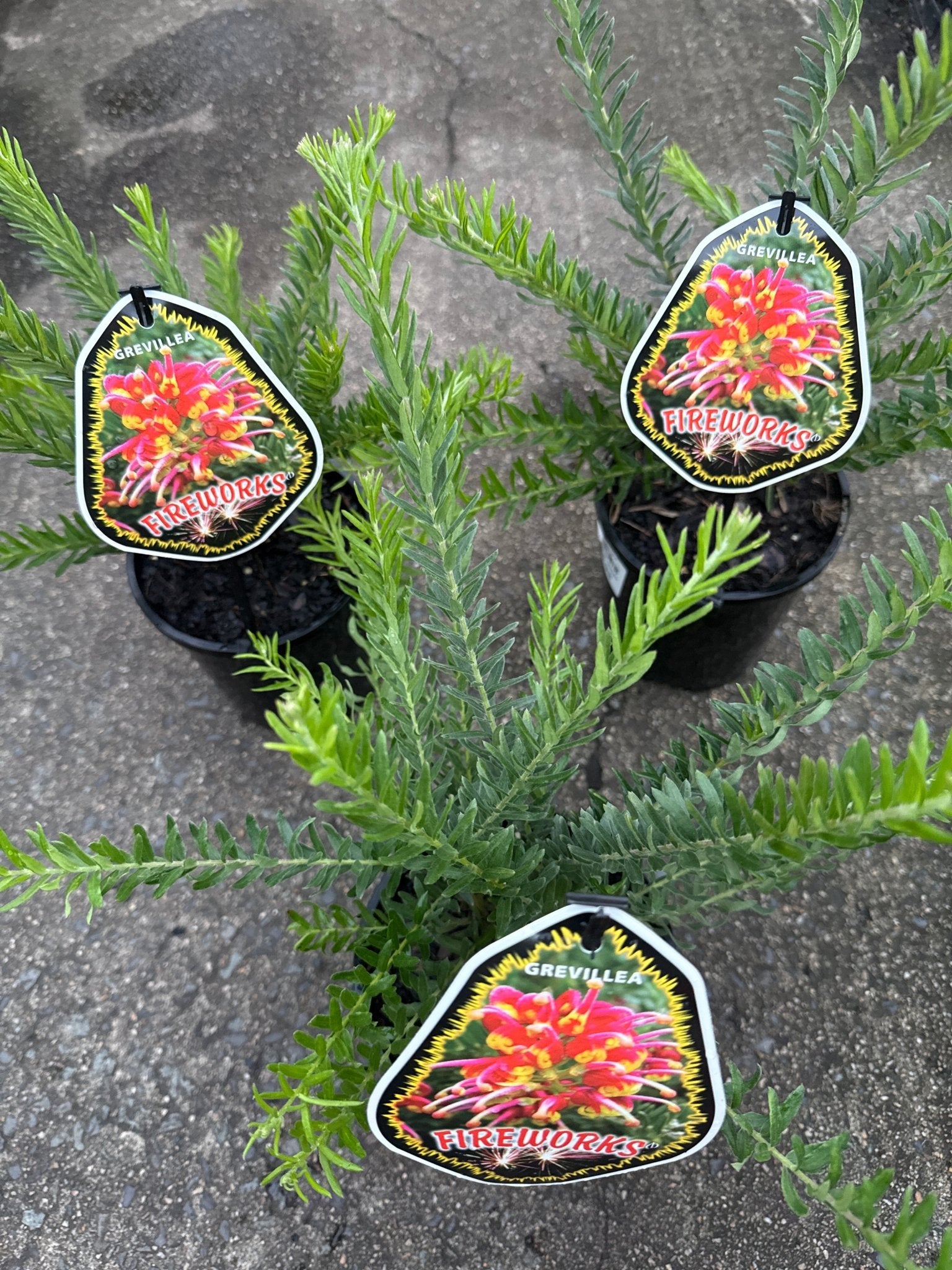 Dwarf Grevillea 'Fireworks' - Ladybird Nursery