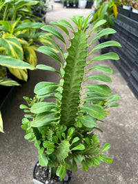 African Milk Tree ‘Green’ (Euphorbia trigona) - Ladybird Nursery