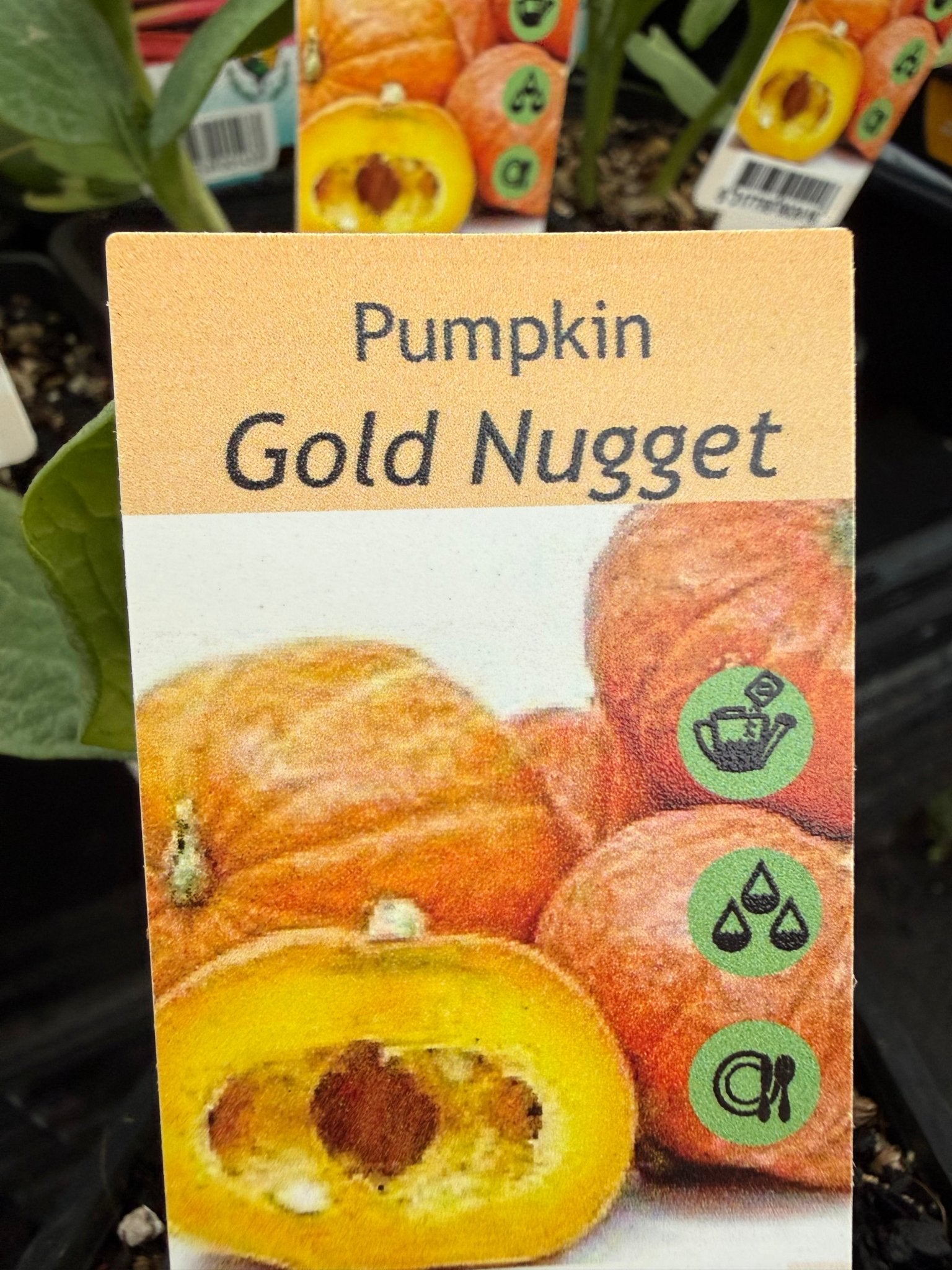 Pumpkin 'Golden Nugget' (Pickup Only) - Ladybird Nursery