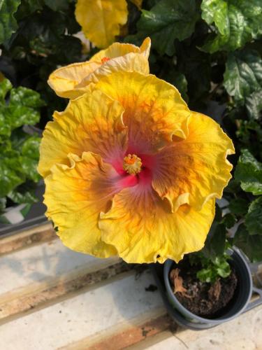 Hibiscus Rio Clara Sunshine Yellow - Ladybird Nursery