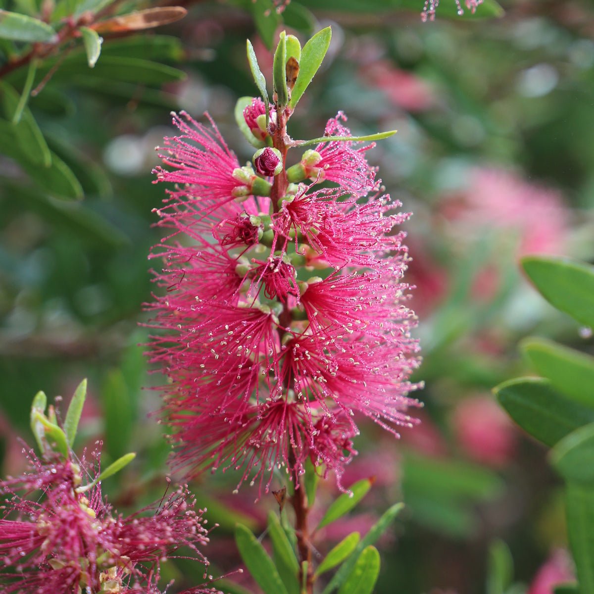 Bottlebrush Candy Burst™ (Callistemon) - Ladybird Nursery