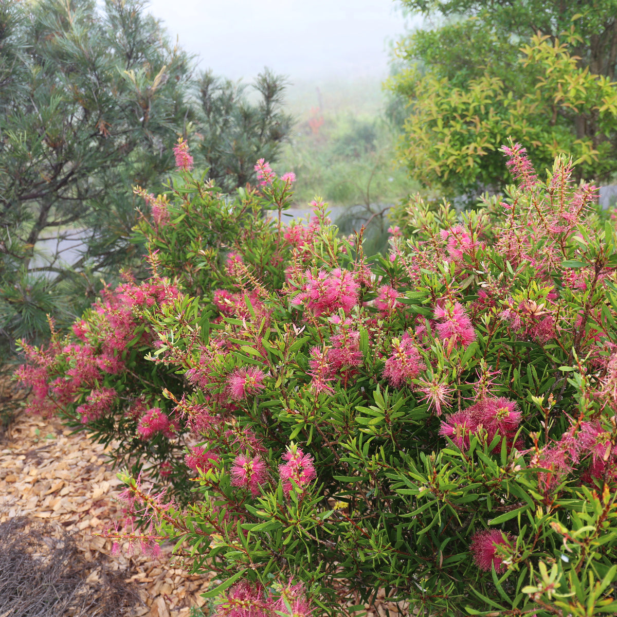 Bottlebrush Candy Burst™ (Callistemon)