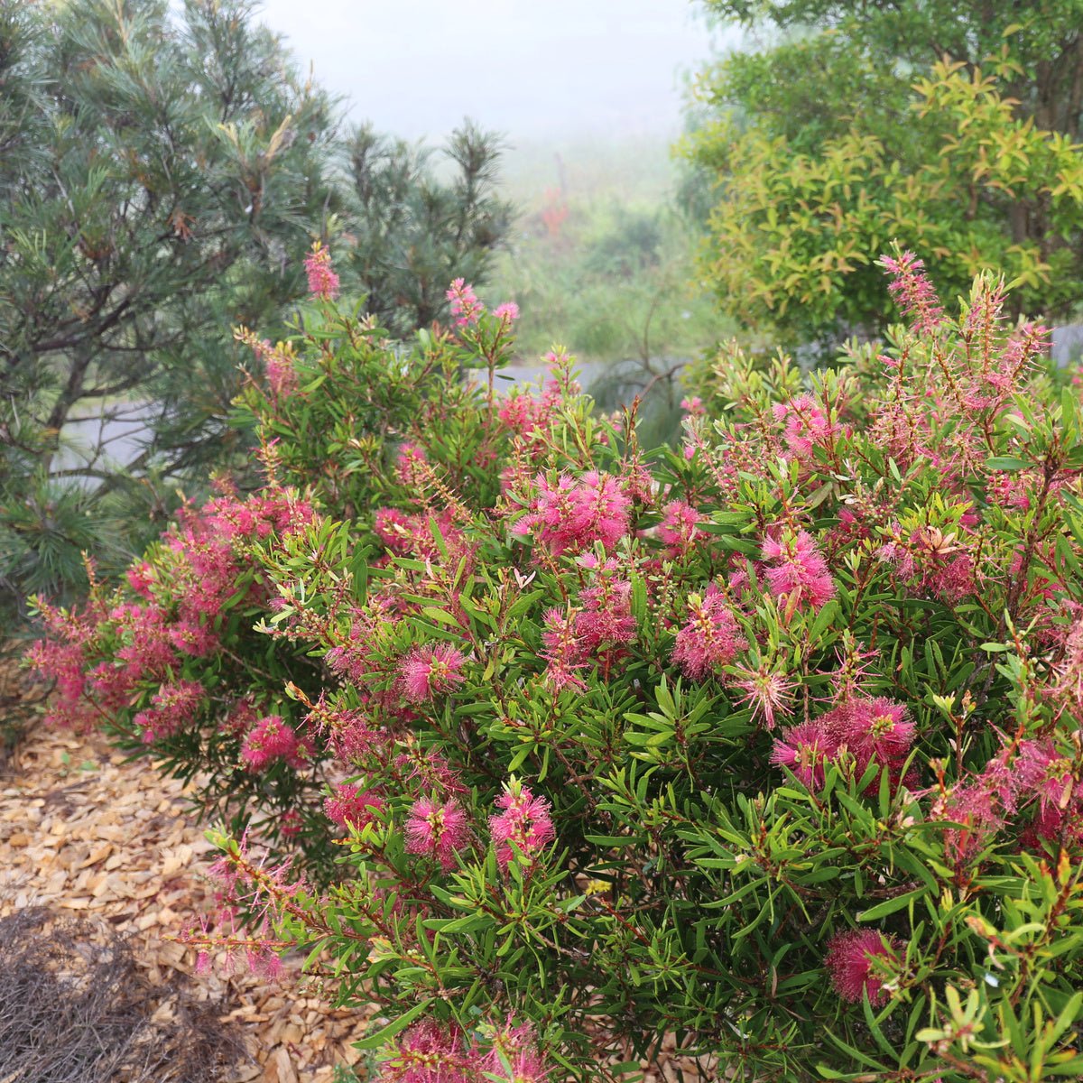 Bottlebrush Candy Burst™ (Callistemon) - Ladybird Nursery