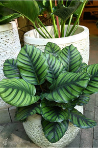 Prayer Plant (Calathea fasciata) - Ladybird Nursery