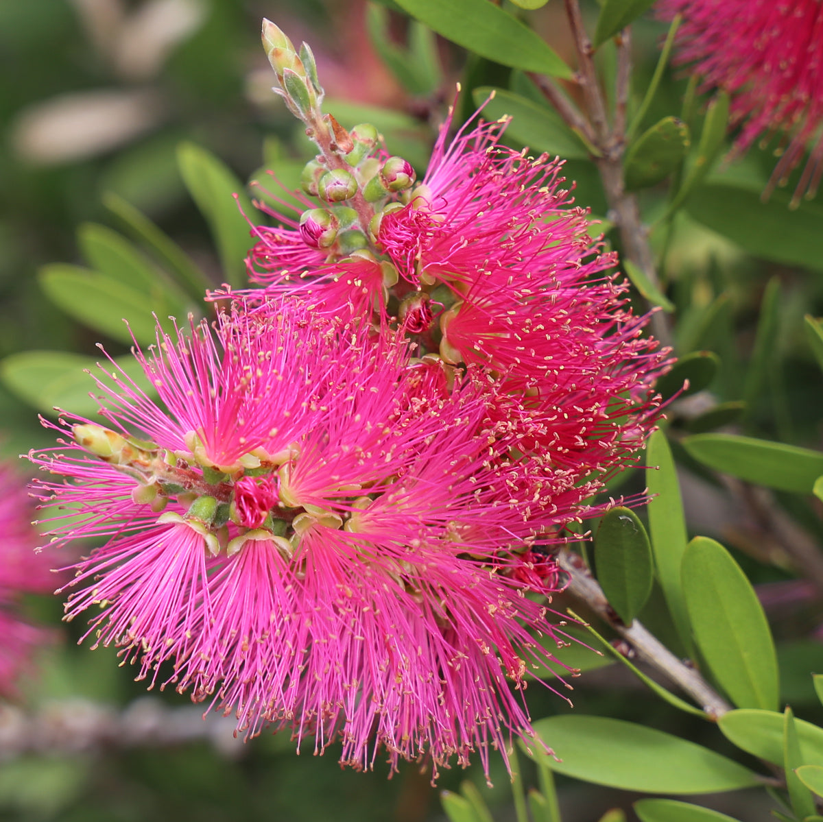 Bottlebrush Fluro Burst™ (Callistemon)
