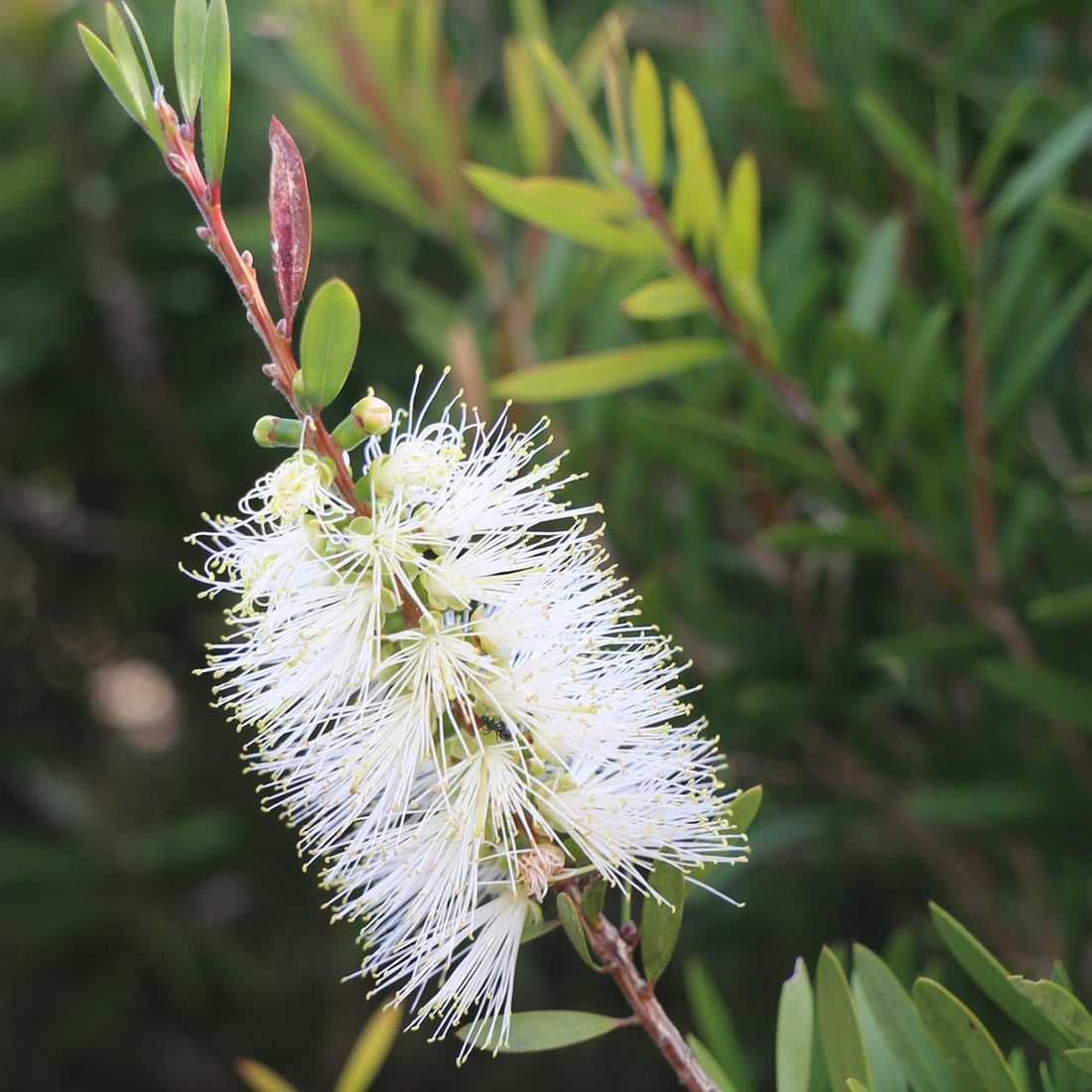 Bottlebrush Snow Burst™ (Callistemon) - Ladybird Nursery