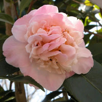 Camellia Sweet Emily Kate (Camellia)