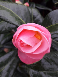 Camellia Nicky Crisp (Camellia japonica)