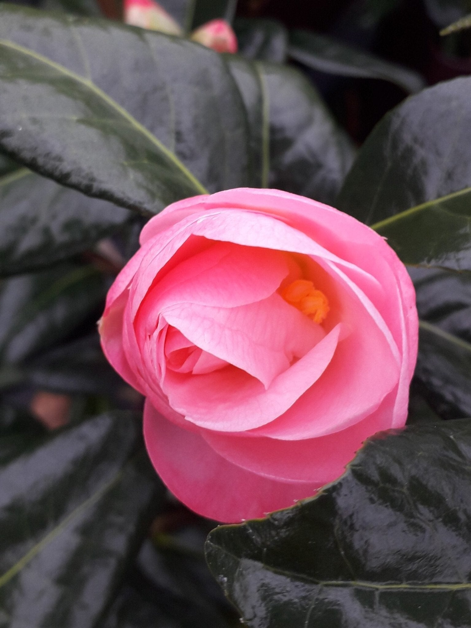 Camellia Nicky Crisp (Camellia japonica) - Ladybird Nursery