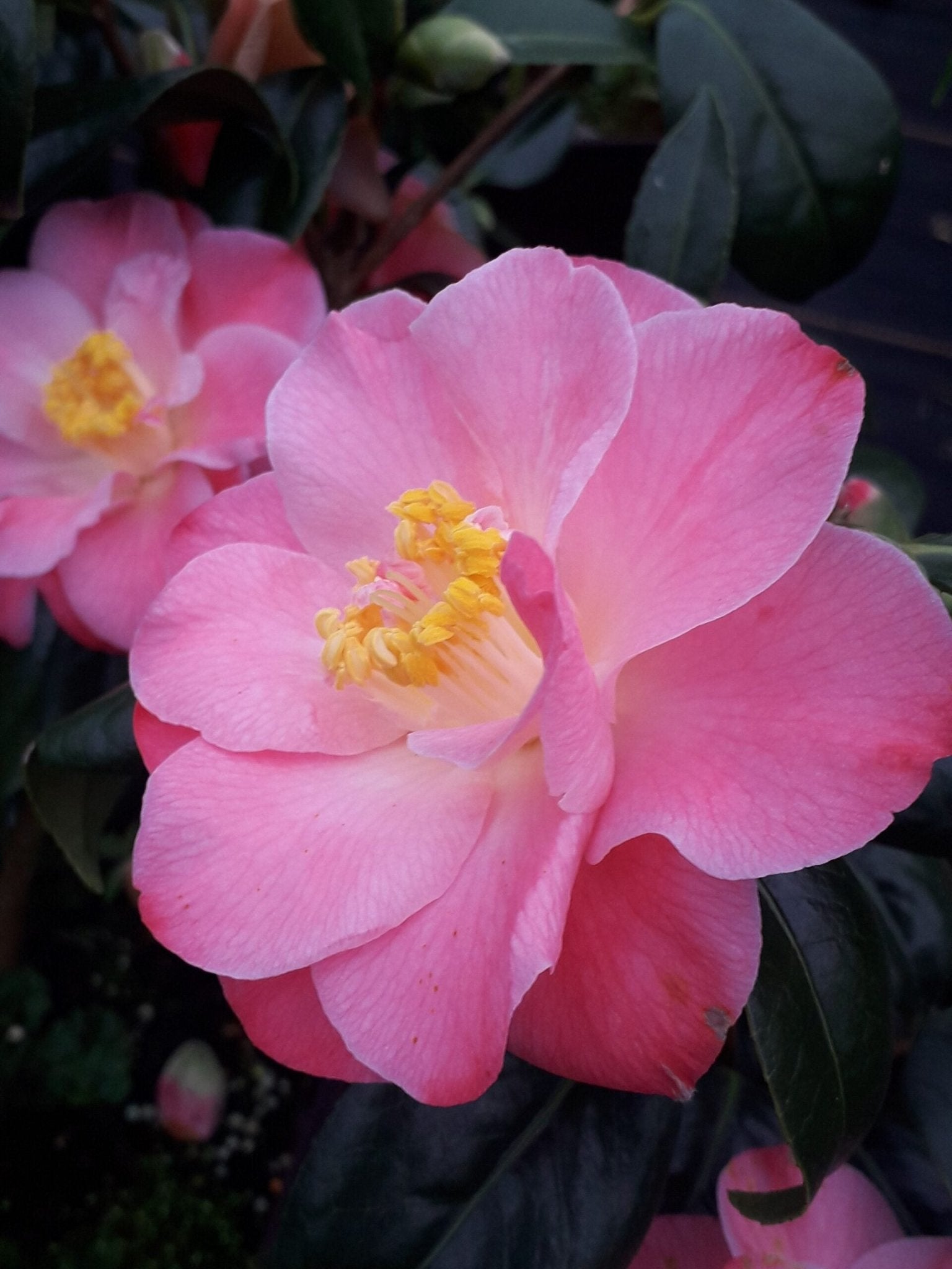 Camellia Nicky Crisp (Camellia japonica) - Ladybird Nursery