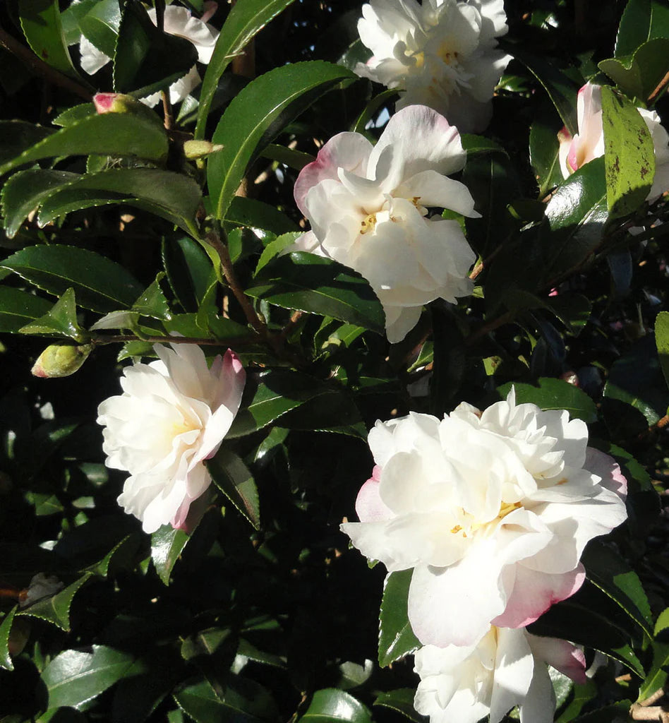 Sasanqua Camellia Paradise Barbara (Camellia sasanqua)