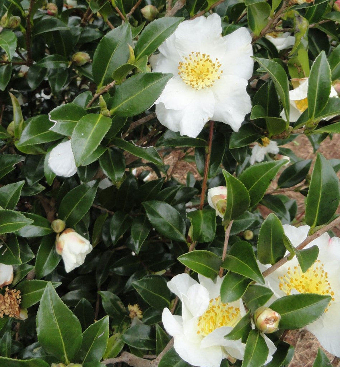 Sasanqua Camellia Barbara Louise (Camellia sasanqua)