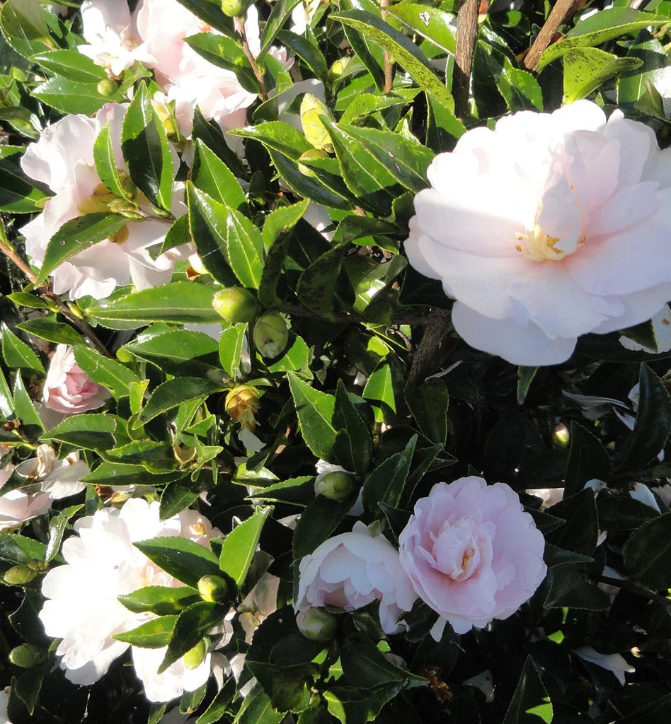 Sasanqua Camellia Barbara Louise (Camellia sasanqua)
