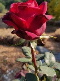 Rose Camp David (Rosa) - Ladybird Nursery