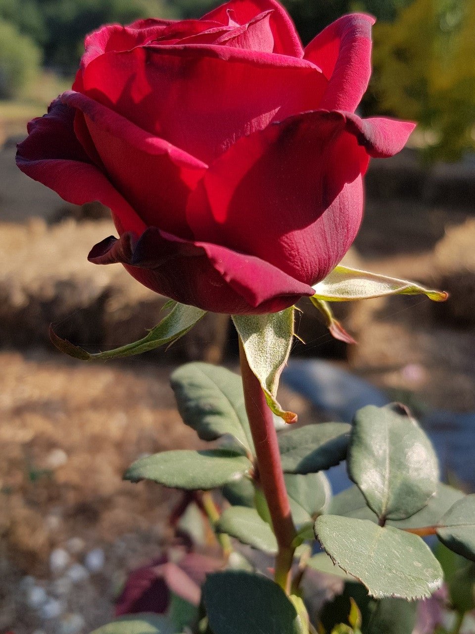Rose Camp David (Rosa) - Ladybird Nursery