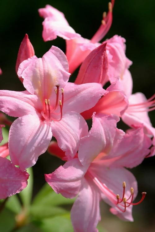 Azalea Candylight - Ladybird Nursery