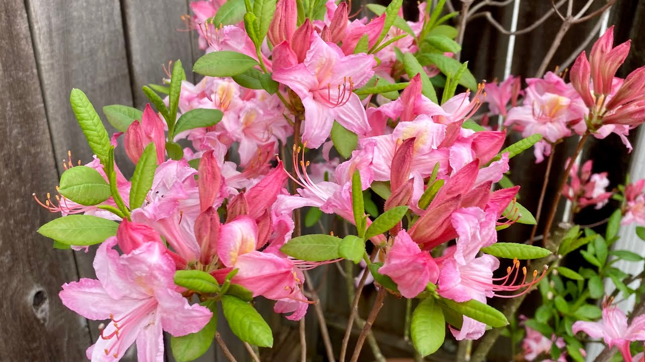 Azalea Candylight - Ladybird Nursery