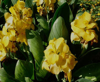 Canna South Pacific Yellow (Canna) - Ladybird Nursery