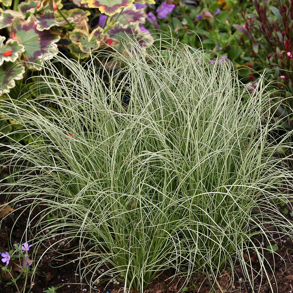 Sedge Frosted Curls (Carex) - Ladybird Nursery