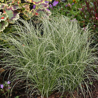 Sedge Frosted Curls (Carex)