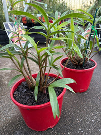 Native Orchid Dendrobium - Ladybird Nursery