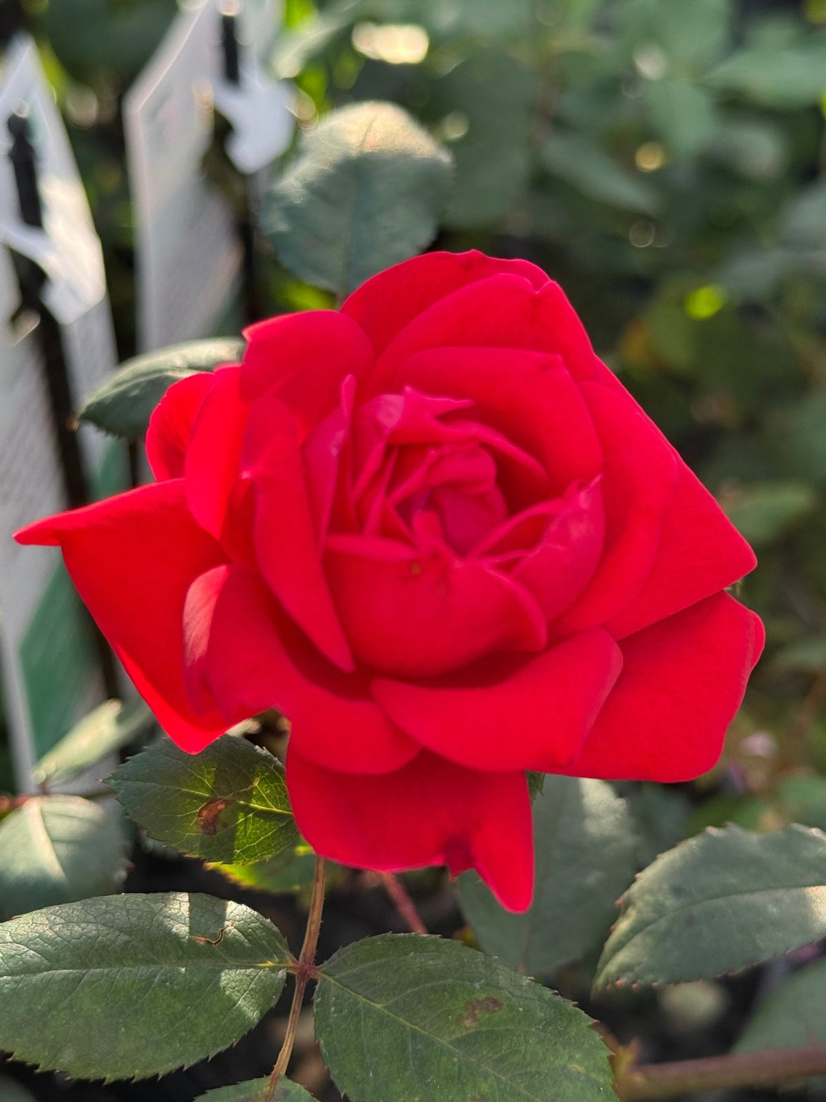 Rose DRIFT® Red - Ladybird Nursery